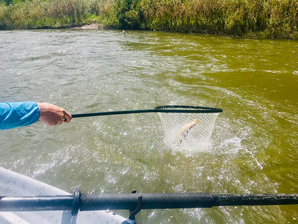 fisherman using net to catch a trout